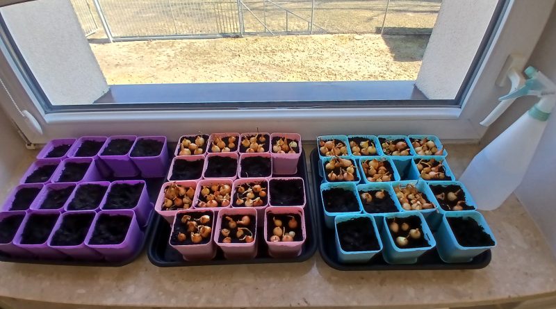 Zuchy założyły swój “parapetowy” ogródek